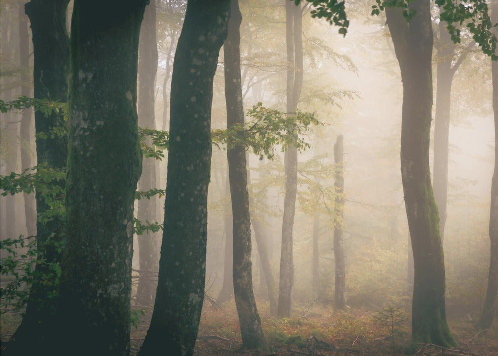 Herbst | Fototapeten