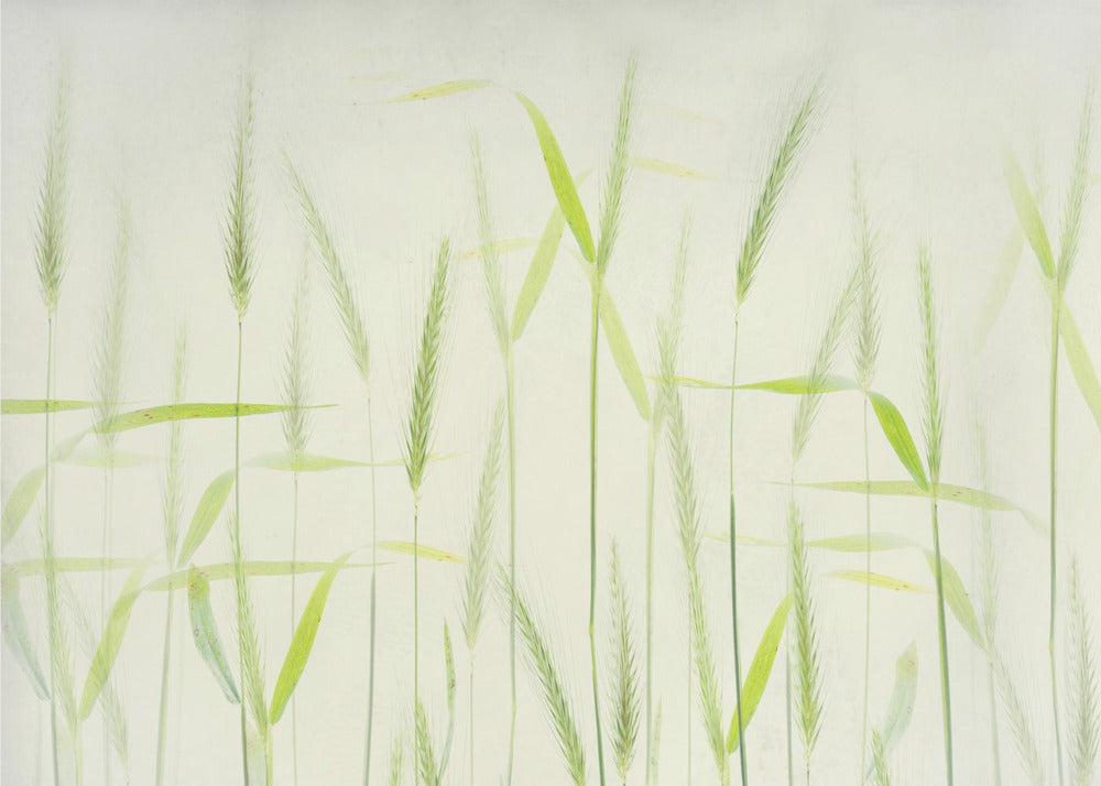 Tallos de maíz suaves | Papel Pintado Fotográfico