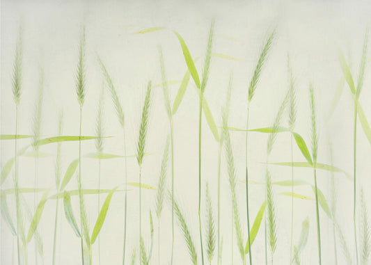 Tallos de maíz suaves | Papel Pintado Fotográfico