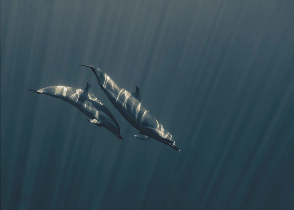 En el rayo de luces | Papel Pintado Fotográfico