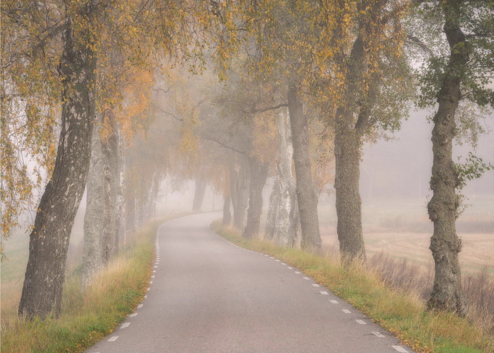 Fallende Blätter | Fototapeten