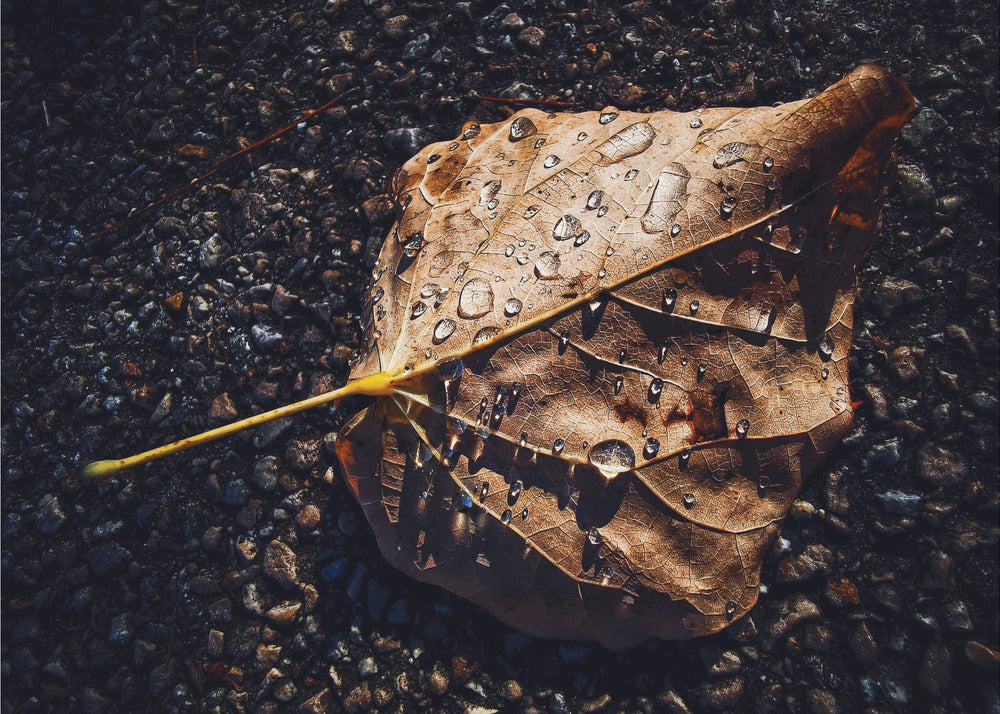 Feuille | Tableaux sur Toile