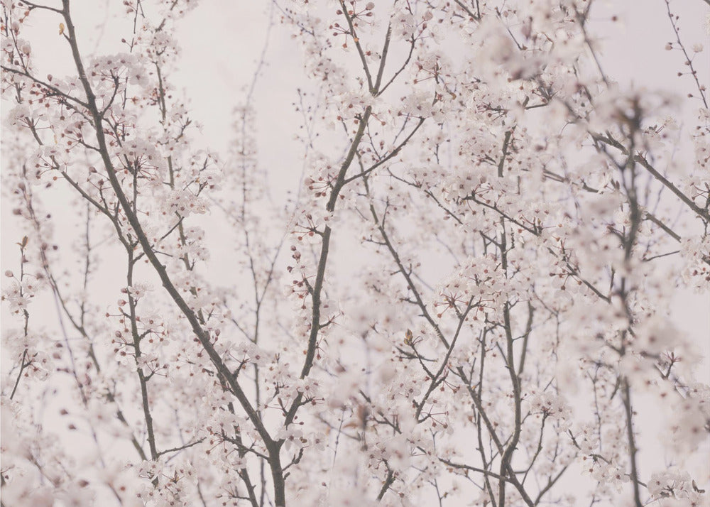 Spring blossoms | Wallpaper