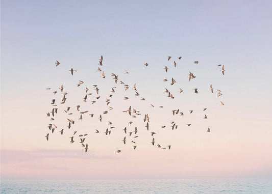 Auringonlaskun lento | Valokuvatapetit