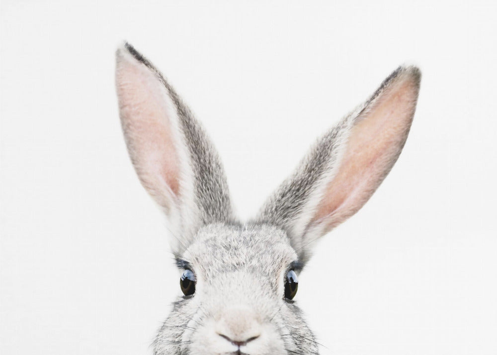 Guckender Hase | Poster - Kunstdruck