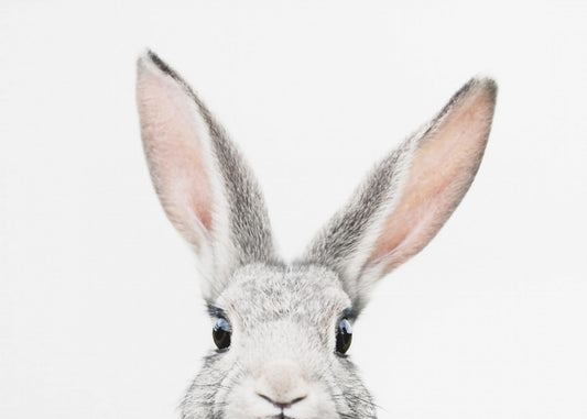 Kurkistuspupu | Julisteet - Taidevedokset