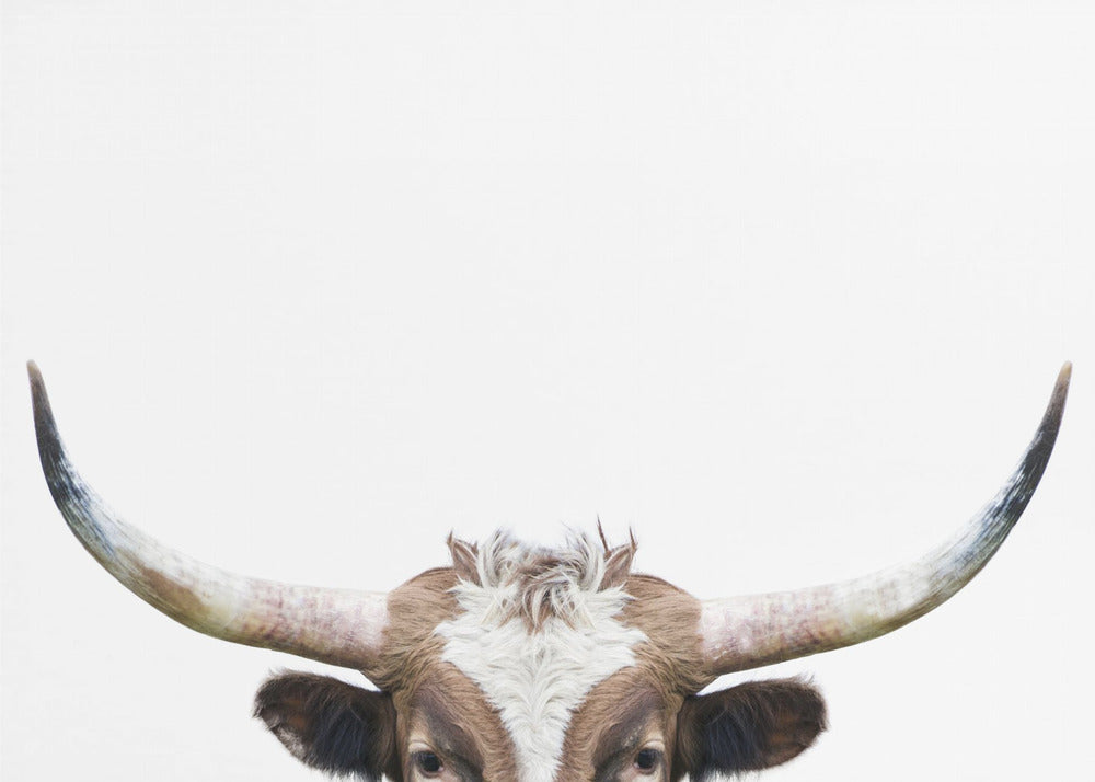 Guckende Longhorn-Kuh | Leinwand-Bilder