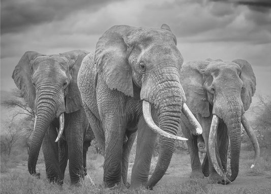 Härkätrio! | Valokuvatapetit