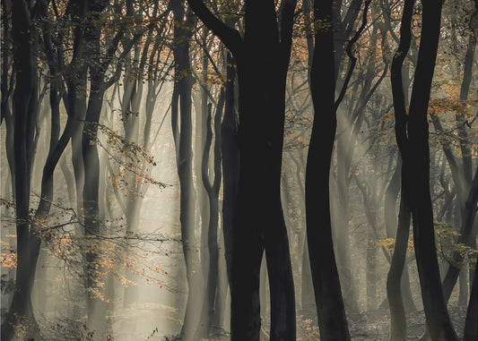 Speulderbos | Valokuvatapetit