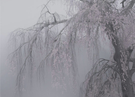 lumoava | Valokuvatapetit