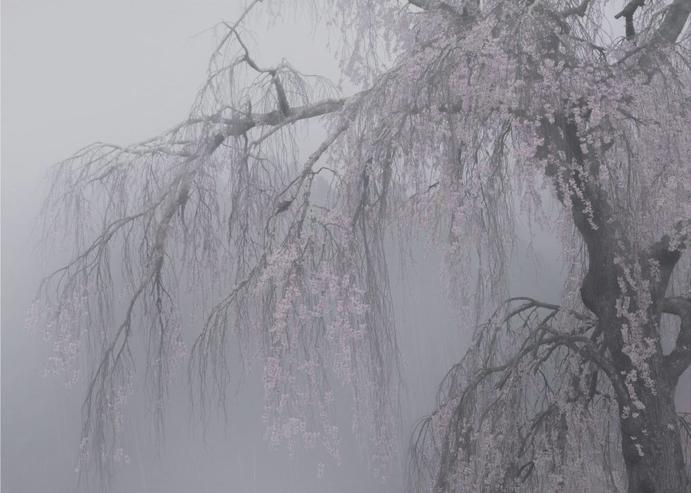 ammaliante | Carta da Parati Fotografica