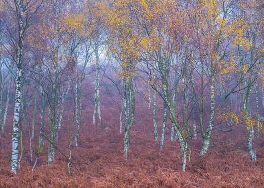 Nimetön | Valokuvatapetit