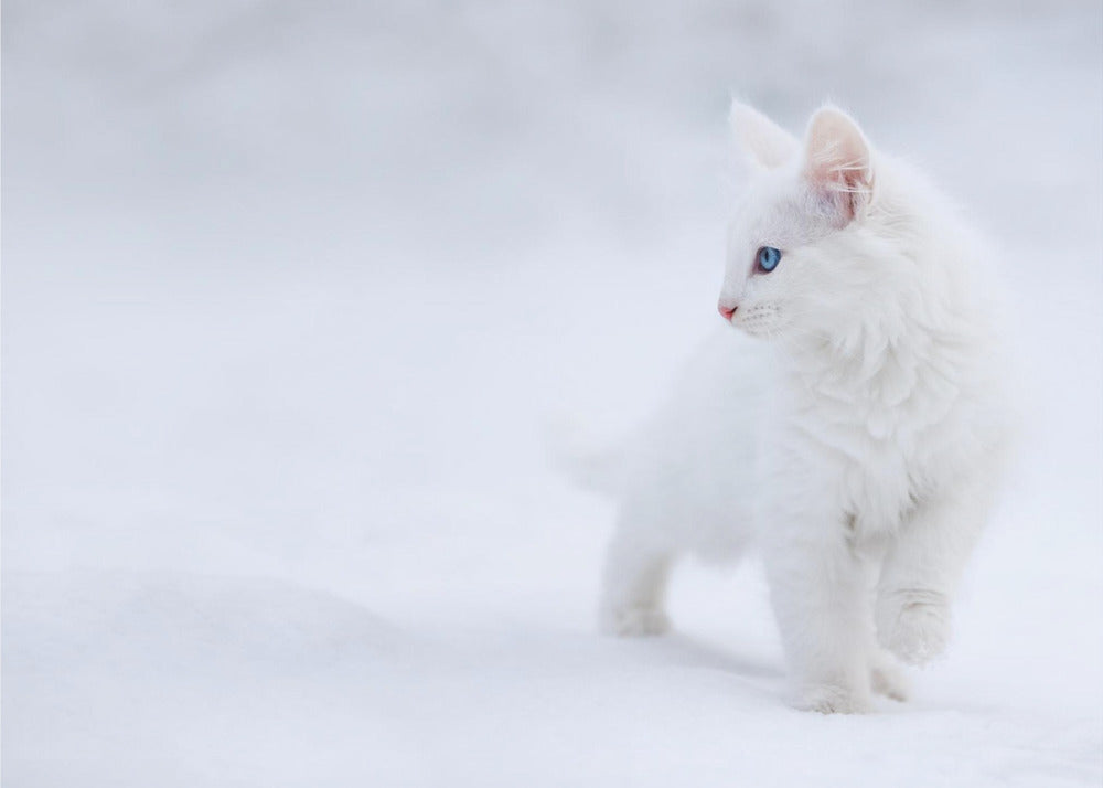 Valkoinen kuin lumi | Valokuvatapetit