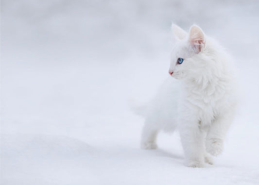 Valkoinen kuin lumi | Valokuvatapetit