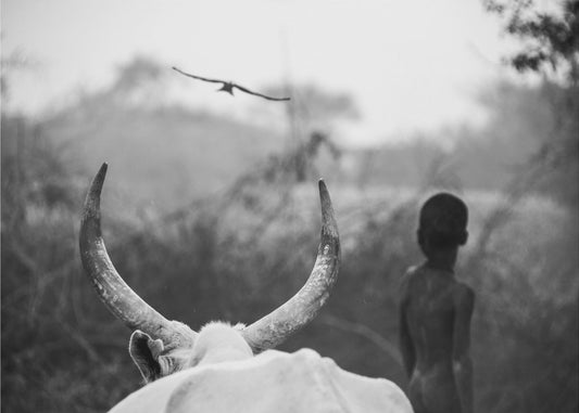 Niño y vaca | Impresiones en Lienzo