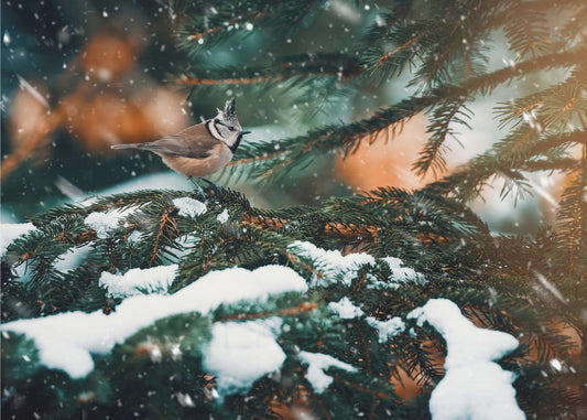 Punky Impresiones en Lienzo