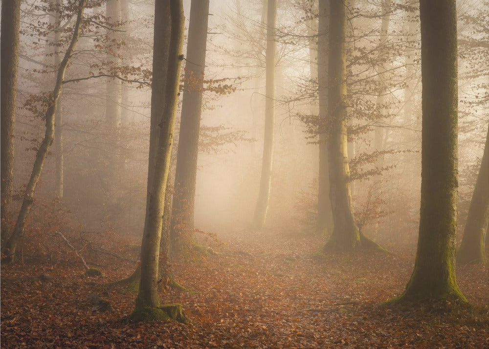 Novemberwald | Fototapeten