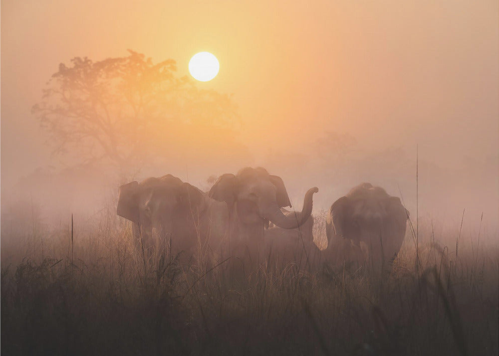 Aamut | Valokuvatapetit