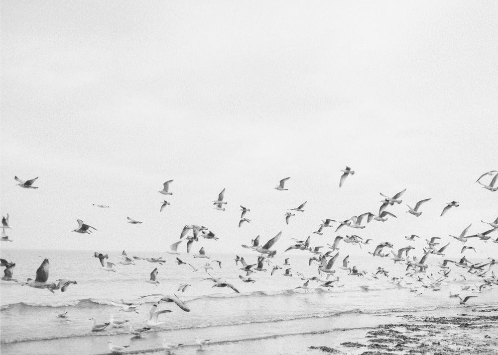 Måger - Kystnære sort-hvid | Lærredsbilleder