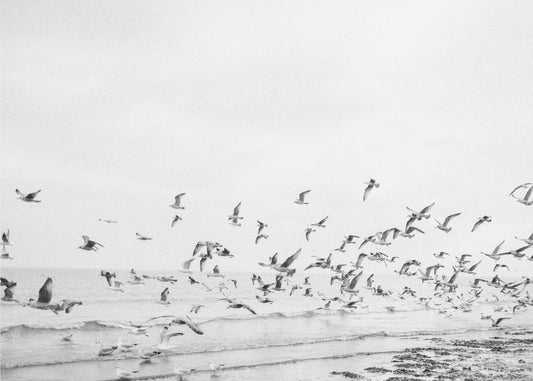 Möwen - Küstenlandschaft schwarz-weiß | Leinwand-Bilder