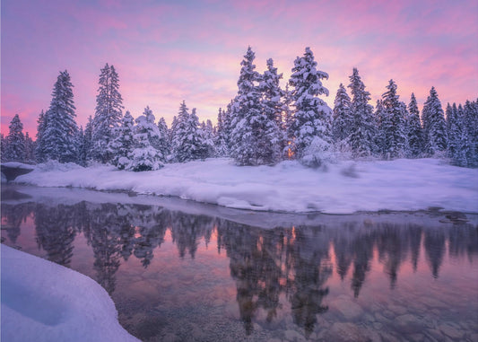 Metsäaamu | Valokuvatapetit