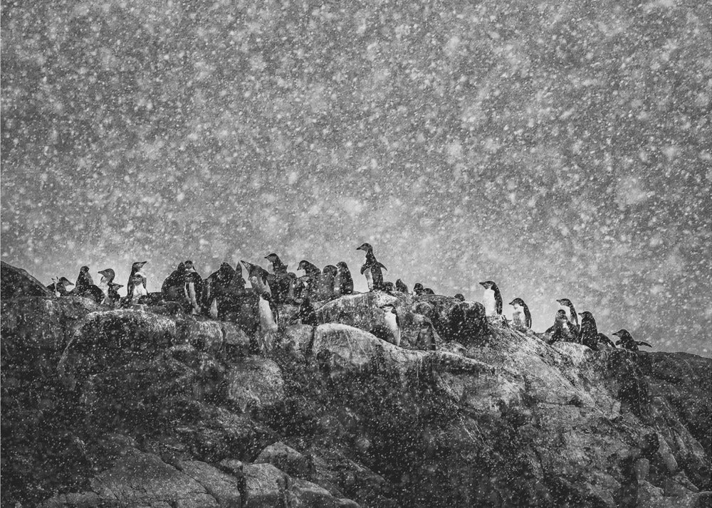 Tormenta antártica | Impresiones en Lienzo