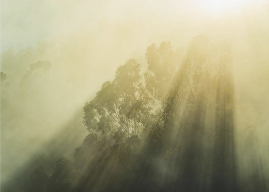 Nebliger Wald III | Leinwand-Bilder