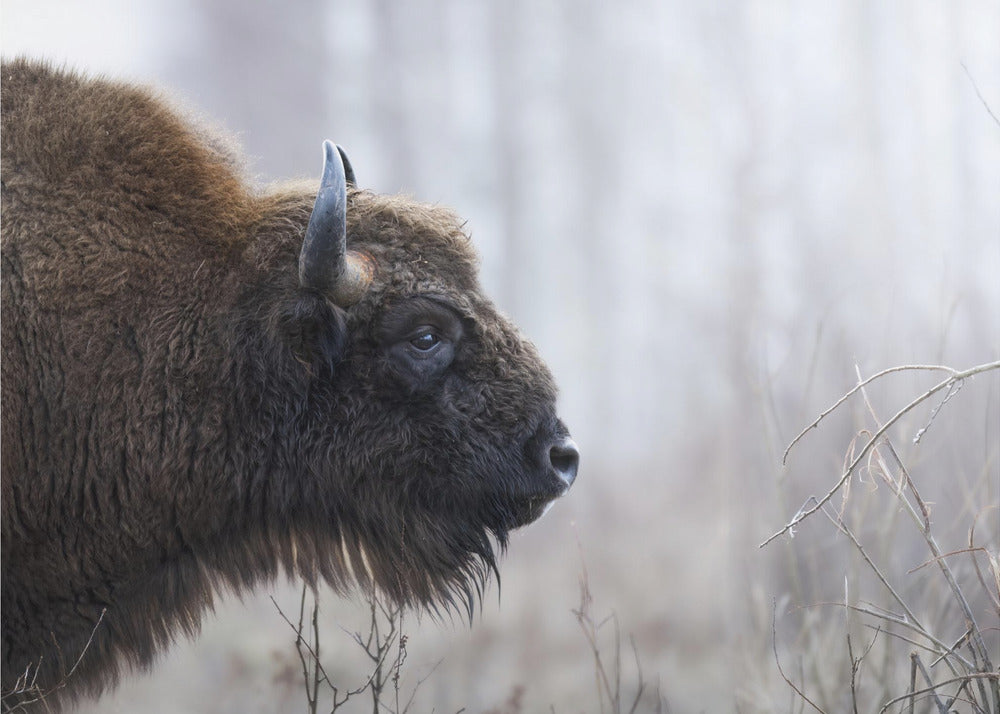 Profil Bizona | Wydruki na łótnie