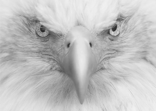 Ojos asesinos | Impresiones en Lienzo