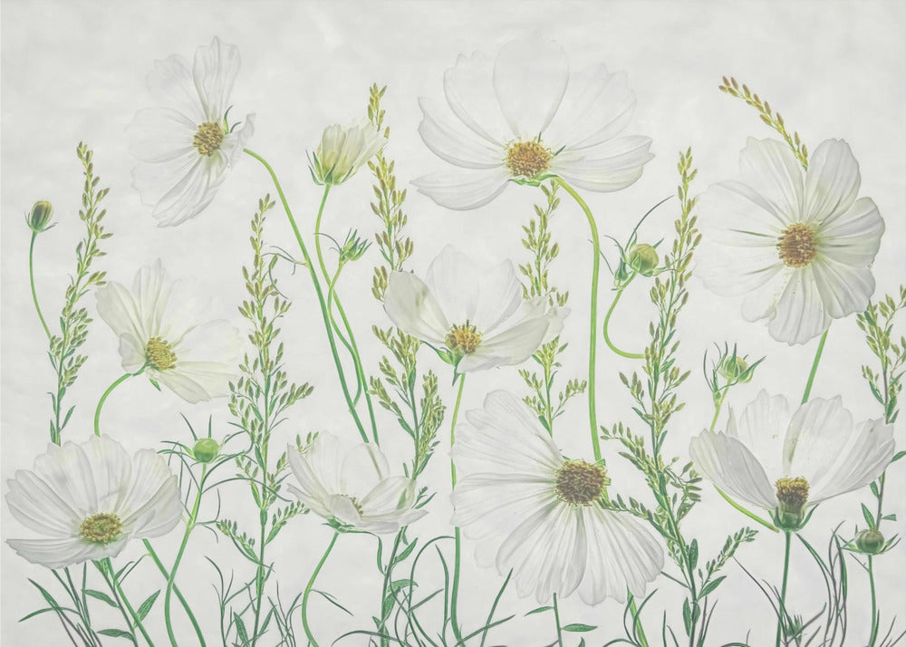 Jardín Cosmos | Papel Pintado Fotográfico