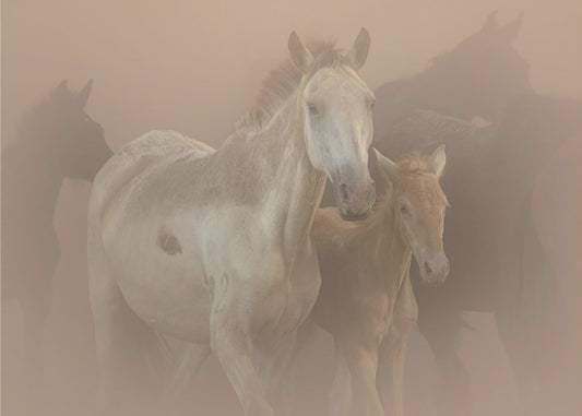 Tammojen Saca | Canvastaulut