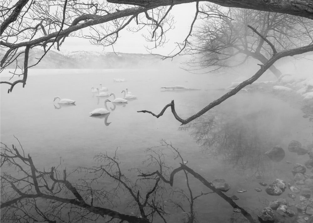 Łabędzie w gorących źródłach | Wydruki na łótnie