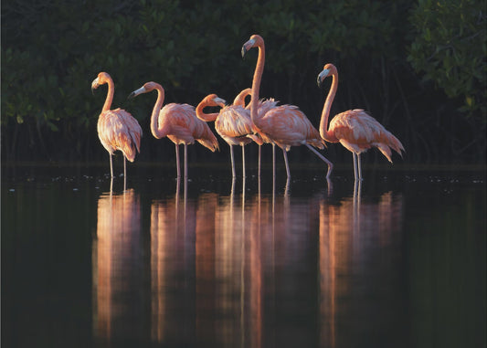 Różowy Świt | Wydruki na łótnie