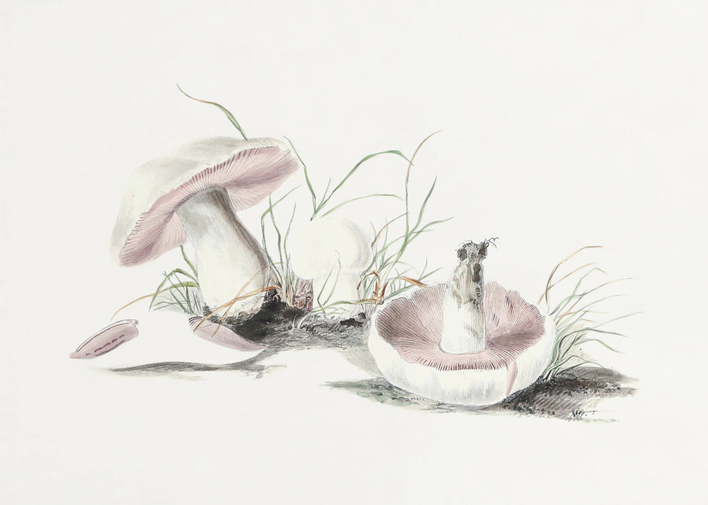 Hand Drawn Field Mushroom | Canvas