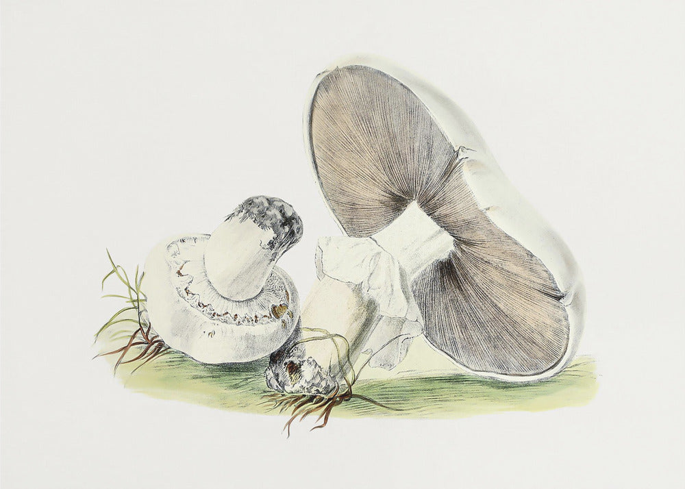 Handritad hästsvamp | Canvas