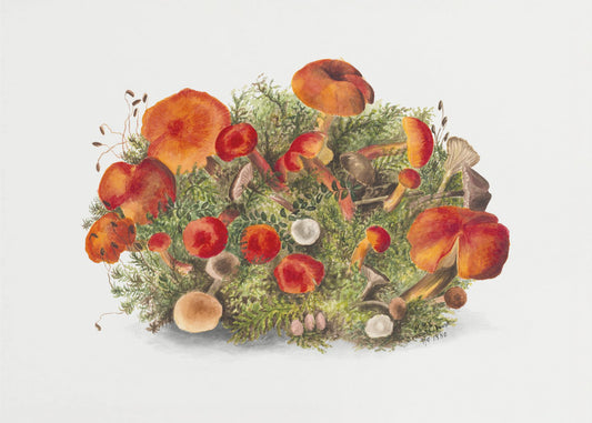 Studium grzybów (1880) Poziomo | Wydruki na łótnie