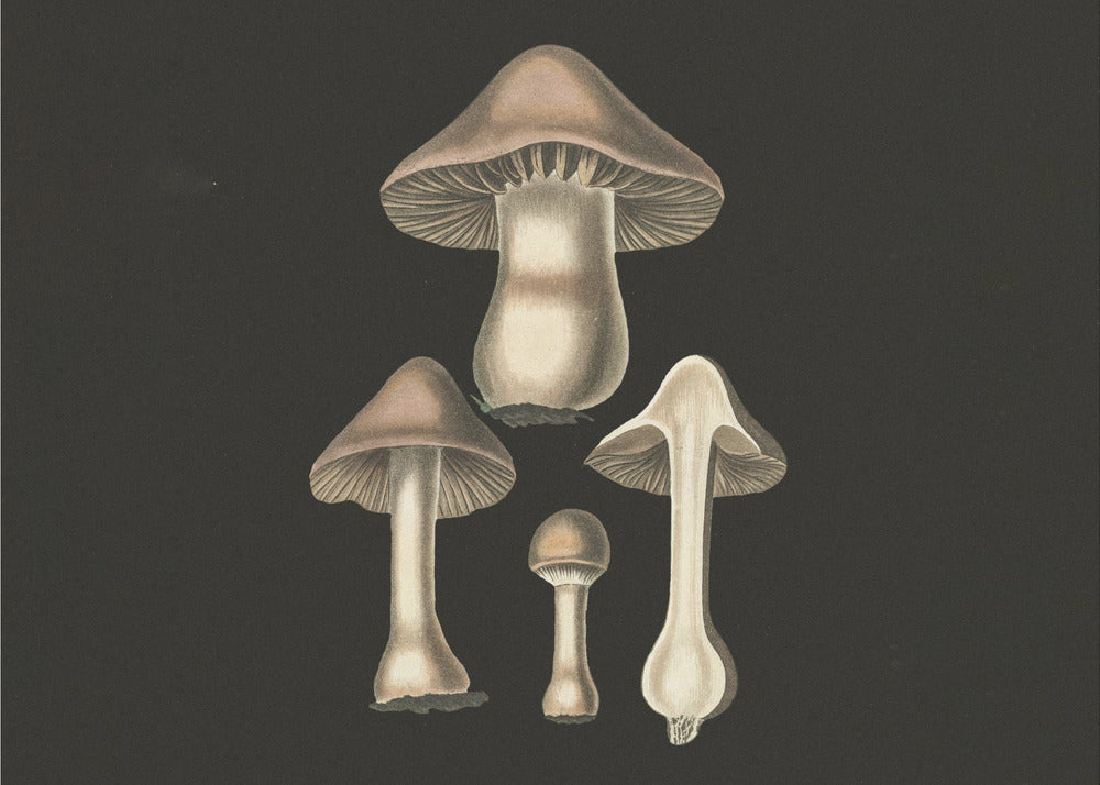 Agaricus Bulbosus Dark Background | Canvas