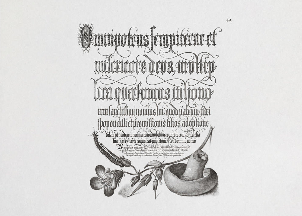 Tuhatjalkainen, metsäkurjenpolvi ja sieni Bw vaakasuorassa | Canvastaulut