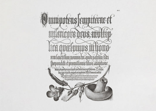 Stonoga, żurawik leśny i grzyb czarno-biały poziomy | Wydruki na łótnie