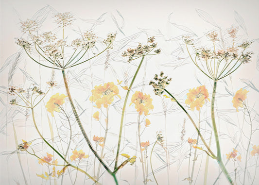 Kevään kukkataide | Valokuvatapetit