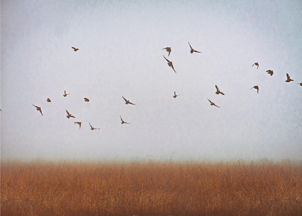 libertad | Impresiones en Lienzo