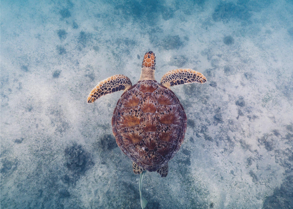 Estilo australiano | Papel Pintado Fotográfico