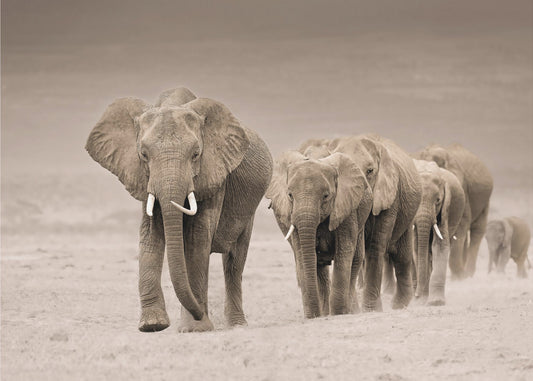 Polku | Valokuvatapetit