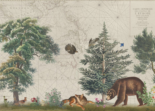 Pohjoismainen metsä 5 | Valokuvatapetit