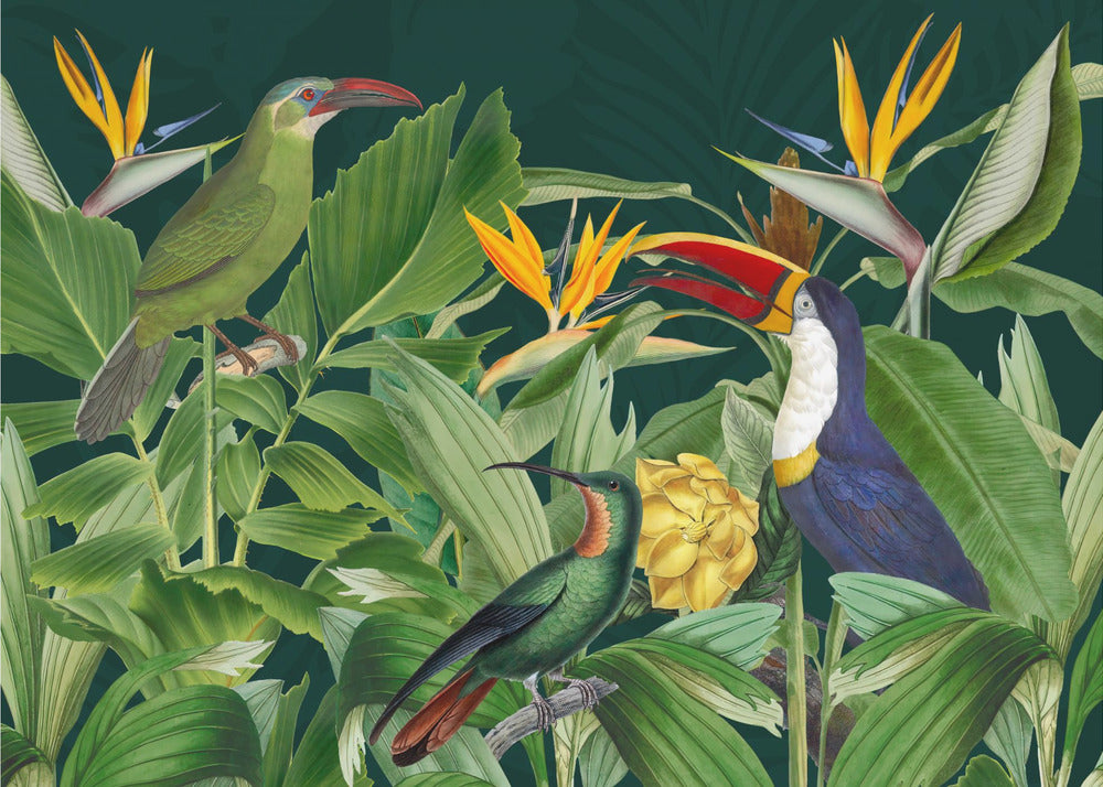 Rainforest Birds | Wallpaper