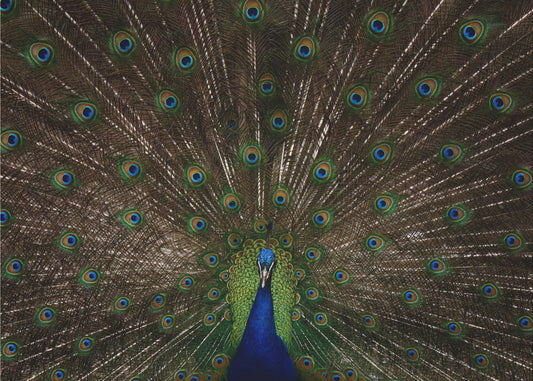 pavo real indio Papel Pintado Fotográfico