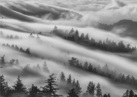 Metsät | Valokuvatapetit