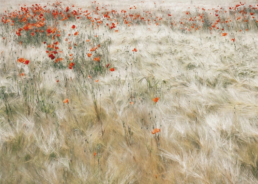 Kesäkenttä | Valokuvatapetit