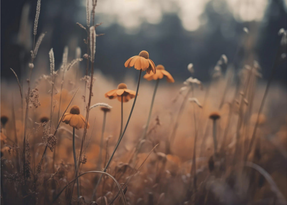 Pomarańczowe Margarity | Wydruki na łótnie