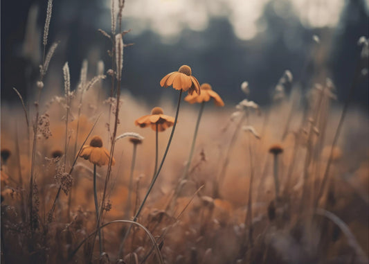 Pomarańczowe Margarity | Wydruki na łótnie